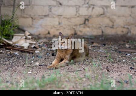 Eine schöne Abessinier Katze liegt friedlich, mit ausgestreckten Vorderbeinen, vor einer Ziegelwand, umgeben von Unkraut und getrockneten Blättern. Stockfoto