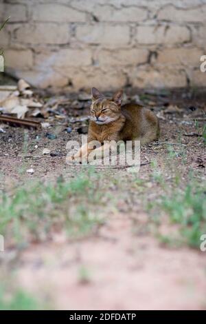 Eine schöne Abessinier Katze liegt friedlich, mit ausgestreckten Vorderbeinen, vor einer Ziegelwand, umgeben von Unkraut und getrockneten Blättern. Stockfoto