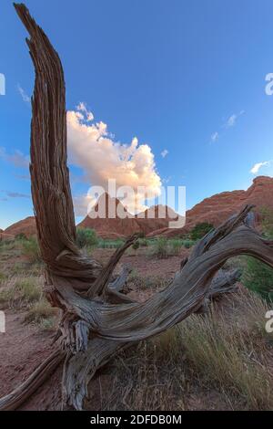 Ausgetrocknete Holzharfe im Arches National Park, Moab, Utah, Vereinigte Staaten von Amerika Stockfoto