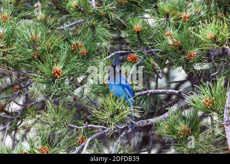 Steller's Jay ist ein jay, der im westlichen Nordamerika beheimatet ist und eng mit dem blauen jay verwandt ist, der überall auf dem Kontinent gefunden wird, aber mit schwarzem Kopf und Oberkörper. Es wird auch langkrebsenhäher, berghäher oder kiefernhäher genannt. Dieses fanden wir in der Nähe von Boulder, Colorado. Vereinigte Staaten von Amerika Stockfoto