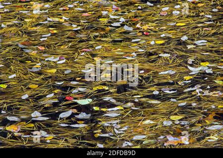 Neu gefallen Herbstblätter und Pitch Kiefer Nadeln schwimmend ein Herbstlicher Regenpool in den Pocono Mountains in Pennsylvania Stockfoto