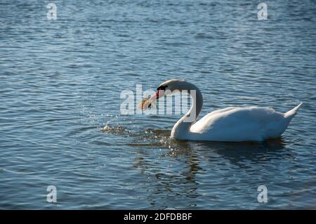 Schwan schwimmt in einem Teich an einem sonnigen Tag und Frisst Gras Stockfoto