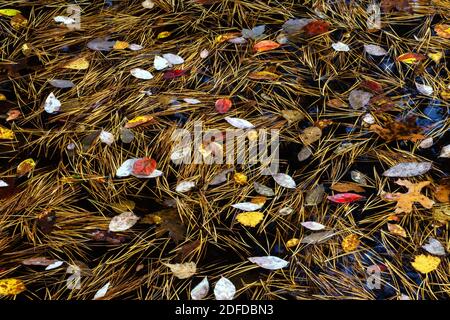 Neu gefallen Herbstblätter und Pitch Kiefer Nadeln schwimmend ein Herbstlicher Regenpool in den Pocono Mountains in Pennsylvania Stockfoto