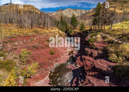 Red Rock Canyon im Herbst Laubsaison Morgen. Blauer Himmel, weiße Wolken und Berge im Hintergrund. Waterton Lakes National Park, Alberta, Kanada Stockfoto