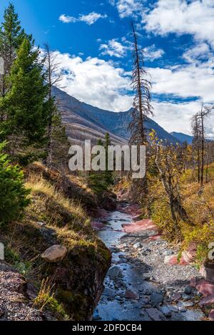 Red Rock Canyon im Herbst Laubsaison Morgen. Blauer Himmel, weiße Wolken und Berge im Hintergrund. Waterton Lakes National Park, Alberta, Kanada Stockfoto