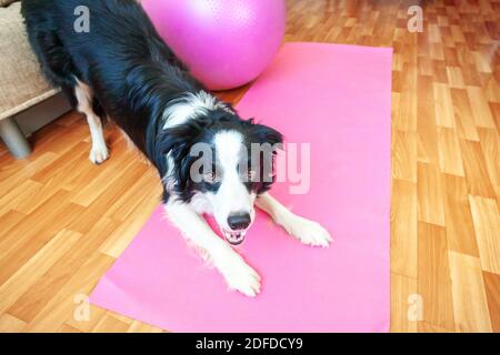 Lustige Hund Grenze Collie Üben Yoga-Lektion innen. Welpen tun Yoga Asana Pose auf rosa Yoga-Matte zu Hause. Konzept der Ruhe und Entspannung. Trainieren Sie im Fitnessstudio zu Hause Stockfoto