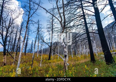 Bears Hump Wanderweg nach Kenow Wildfire im Herbst 2020. Waterton Lakes National Park, Alberta, Kanada. Stockfoto