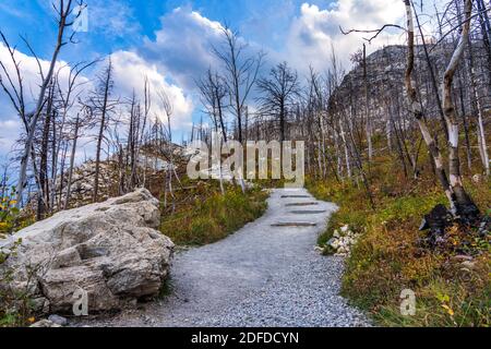 Bears Hump Wanderweg nach Kenow Wildfire im Herbst 2020. Waterton Lakes National Park, Alberta, Kanada. Stockfoto