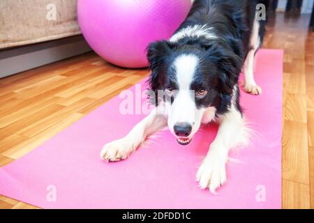 Lustige Hund Grenze Collie Üben Yoga-Lektion innen. Welpen tun Yoga Asana Pose auf rosa Yoga-Matte zu Hause. Konzept der Ruhe und Entspannung. Trainieren Sie im Fitnessstudio zu Hause Stockfoto