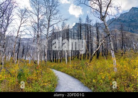 Bears Hump Wanderweg nach Kenow Wildfire im Herbst 2020. Waterton Lakes National Park, Alberta, Kanada. Stockfoto