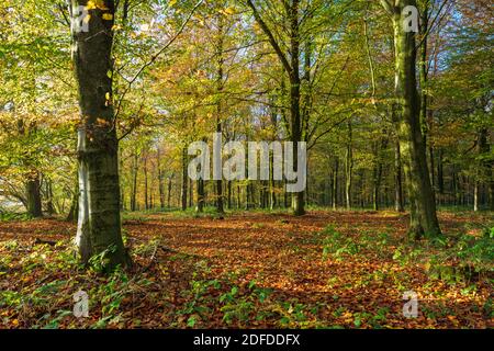 Herbstblätter in Buchenwäldern, Highclere, Hampshire, England, Großbritannien, Europa Stockfoto