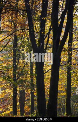 Herbstblätter in Buchenwäldern, Highclere, Hampshire, England, Großbritannien, Europa Stockfoto