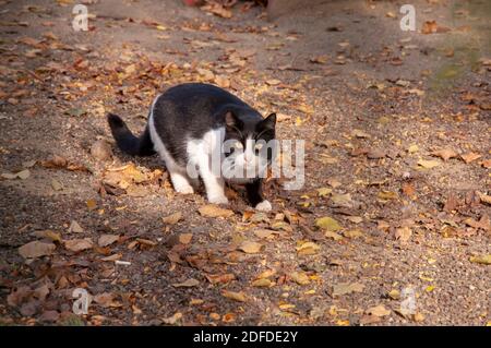 Schwarze und weiße Katze auf einem Kies sitzen. Hauskatze steht auf der Gravel Road Stockfoto
