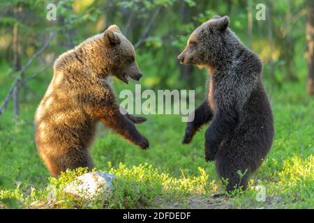 Junge Braunbaeren, Finnland, (Ursus arctos), Stockfoto