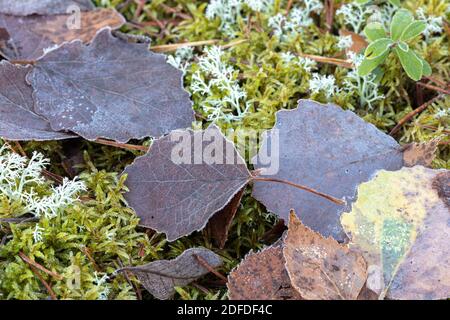Gras, Moos, Blätter, Nahaufnahme, natürlicher Hintergrund im Wald, skandinavische Natur. Hochwertige Fotos Stockfoto