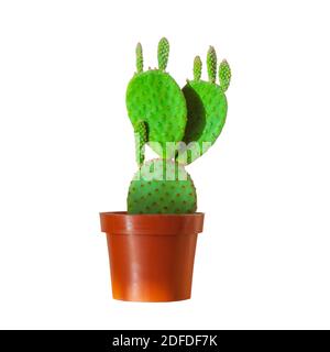 Opuntia microdasys ficus indica, Kaktus in einem braunen Topf, isoliert auf weißem Hintergrund Stockfoto
