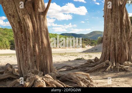 Zypressenbaumwurzeln am Sukko-See im Süden Russlands. Reisen und Tourismus. Trockenheit im Stausee. Ökologisches Problem. Stockfoto