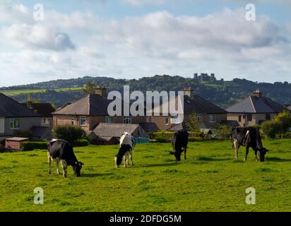 Rinder grasen neben Häusern in einem Feld neben Häusern in Matlock Derbyshire Peak District England mit Riber Castle auf Hügel im Hintergrund. Stockfoto