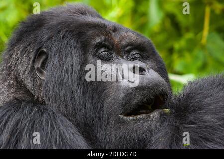 Guhonda Silverback Gorilla Foto in voller Größe im Virunga National Park kauen Blätter, Ruanda, Afrika Stockfoto