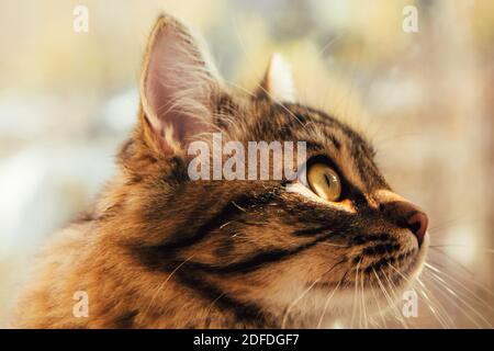 Nette graue flauschige Katze am Fenster. Haustiere, reinrassige Katzen, Naturschutz. Unscharfer Hintergrund außerhalb des Fensters. Katzenschnauze aus nächster Nähe Stockfoto