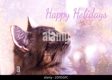 Nette graue flauschige Katze am Fenster. Haustiere, reinrassige Katzen, Naturschutz. Unscharfer violetter Hintergrund vor dem Fenster mit goldener Weichzeichnung Stockfoto