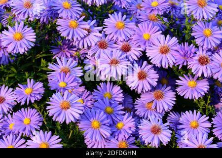 Der Aster ist eine sehr vielseitige Gartenschönheit. Die mehrjährige und winterharte Staude ist im Volksmund als Herbstaster bekannt Stockfoto