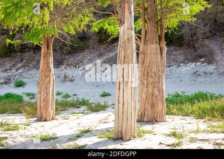 Zypressen mit dicken Stämmen am Sukko-See in Südrussland. Reisen und Tourismus. Stockfoto