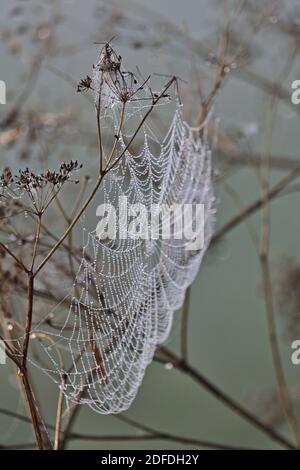 Spinnennetz mit Tautropfen an einem nebligen Herbsttag, im ländlichen Ungarn Stockfoto