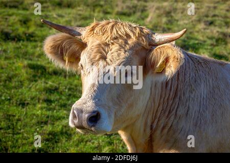 Milchkuh auf einer Alm in Oberbayern bei Reichling, Bayern, Deutschland, Europa Stockfoto