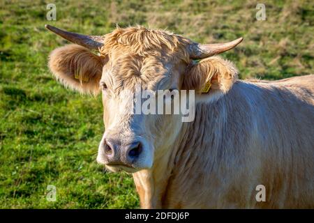 Milchkuh auf einer Alm in Oberbayern bei Reichling, Bayern, Deutschland, Europa Stockfoto