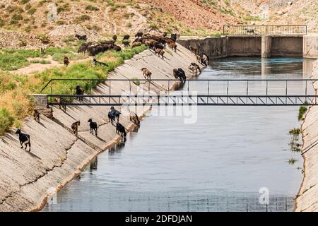 Ziegenherde auf einem Kanal in der Nähe von Istaravshan, Tadschikistan Stockfoto