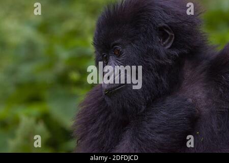 Junior Silverback der Sabinyo Group im Volcanoes National Park, Ruanda, Afrika Stockfoto