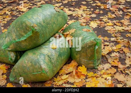 Im Herbst gefallene Ahornblätter werden in einem biologisch abbaubaren gesammelt Tasche Stockfoto
