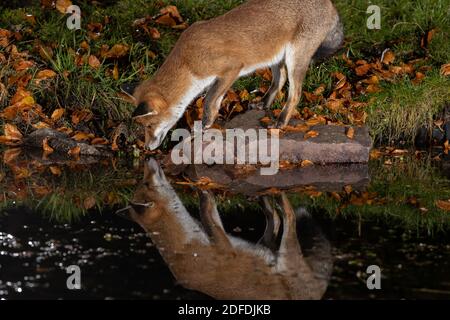 Rotfuchs in einem städtischen Ort, der aus einem Teich trinkt Stockfoto