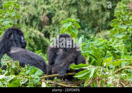 Schwangere Mama Gorilla und Junior Silverback der Sabinyo Gruppe im Volcanoes National Park, Ruanda, Afrika Stockfoto