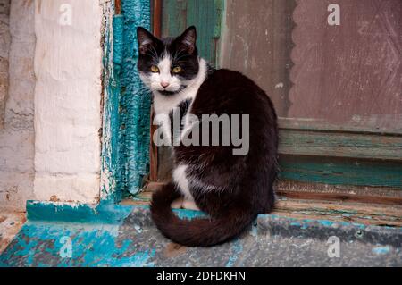 Niedliche schwarz-weiße Katze sitzt auf der Fensterbank des Hauses im Freien. Stockfoto