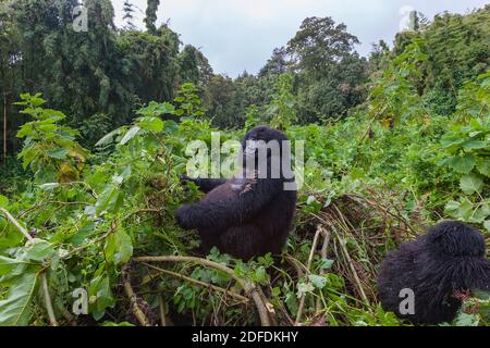 Weibliche schwangere Gorilla sitzt in einem Nest auf Volcanoes National Park in Ruanda Stockfoto