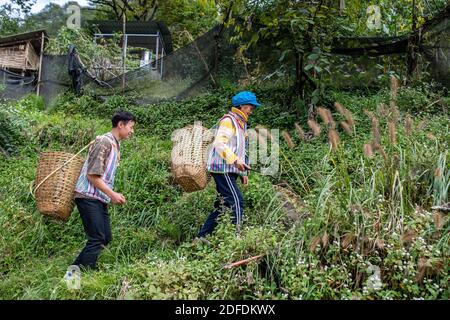 (201204) -- GONGSHAN, 4. Dezember 2020 (Xinhua) -- Kong Dangna (R) klettert mit ihrem Enkel Li Yongming im Dorf Kongdang der Gemeinde Dulongjiang, dem Autonomen Kreis Gongshan Dulong und Nu, südwestlich der Provinz Yunnan, einen Berg hinauf, um Futtergras zu ernten 31. Oktober 2020. Die 78-jährige Kong Dangna aus der Dulong-Ethnie erlebte einst Jahre mit ungenügender Nahrung und Kleidung und lebte von Brandrost-Anbau. In jenen Tagen dachte sie, das beste Leben sei, Buchweizennudeln für jede Mahlzeit zu essen. Dank der Hilfe der lokalen Regierung zog Kongs Familie aus Stockfoto