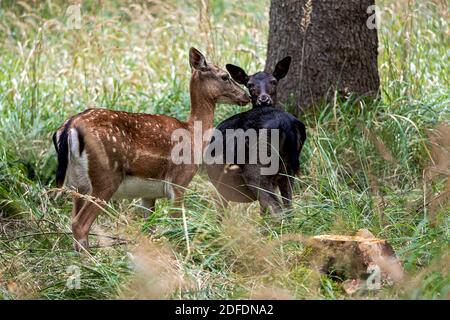 Ein blassbraunes, ein dunkelbraunes Stockfoto