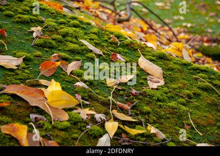Dach mit grünem Moos auf Oberfläche Wahrzeichen Hintergrundstruktur Stockfoto