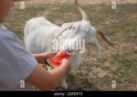 Nahaufnahme der Ziege essen Wassermelone Stockfoto