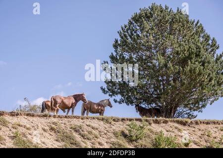 Pferde und Baum auf grünen Hängen des San Franco Gipfel, in hellem Licht erschossen, L'Aquila, Abruzzen, Italien Stockfoto