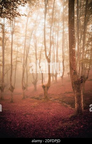 Nebelwald im Herbst in roter Atmosphäre und ockerfarbenen Böden Stockfoto