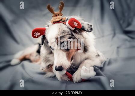 Blue Merle australian Shepherd Puppe weihnachtsporträt Stockfoto