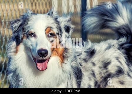 Blue Merle australian Shepherd Portrait Stockfoto