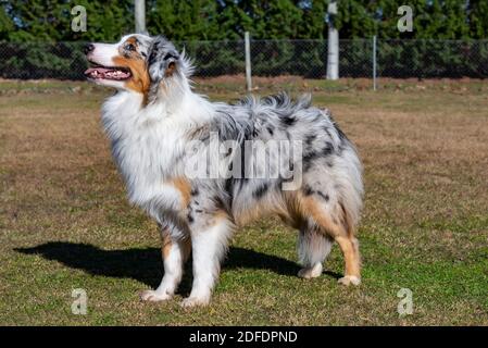 Junger blauer Merle australischer Schäferhund Stockfoto