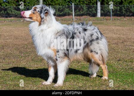 Blue Merle australian Schäferhund mit grünem Gras und tonga Stockfoto