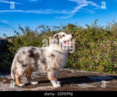 Junge blaue Merle australian Shepherd Puppenportrait Stockfoto