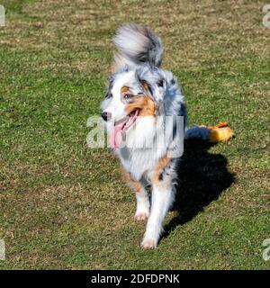 Blue Merle australian Schäferhund Wandern im grünen Feld Stockfoto