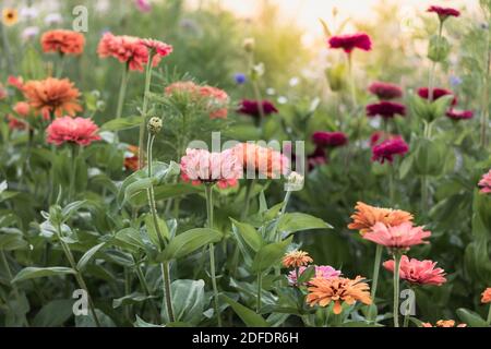 Breiter Blick auf einen Zinnia-Blumengarten Stockfoto